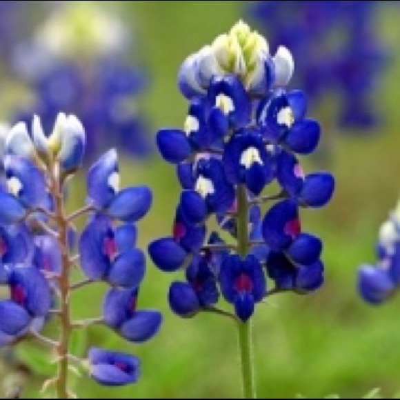 hcbluebonnets